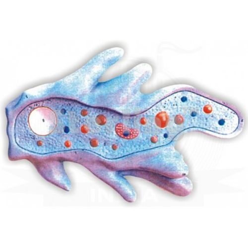 AMOEBA PROTEUS