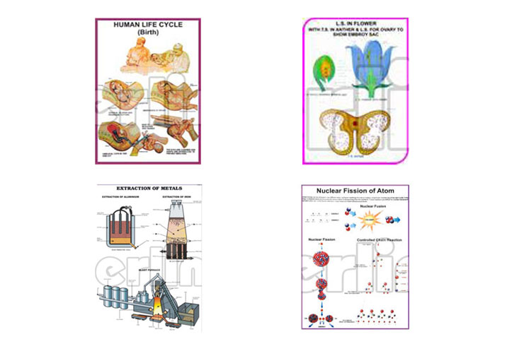 Analogous Organs Animals