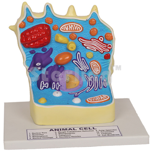 ANIMAL CELL MODEL