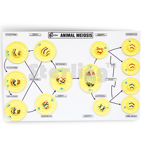 ANIMAL MEIOSIS MODEL