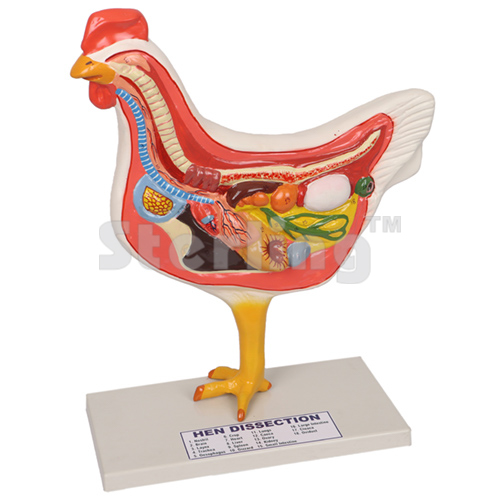 BIRD DISSECTION DOMESTIC HEN