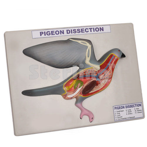 BIRD DISSECTION DOMESTIC PIGEON