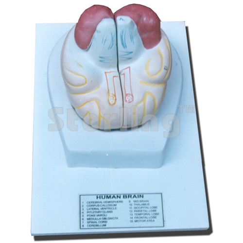 BRAIN
