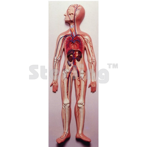 CIRCULATORY SYSTEM LARGE SIZE