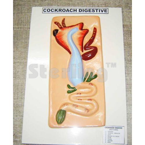 COCKROACH DIGESTIVE SYSTEM