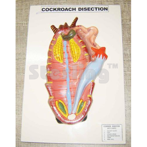 COCKROACH DISSECTION