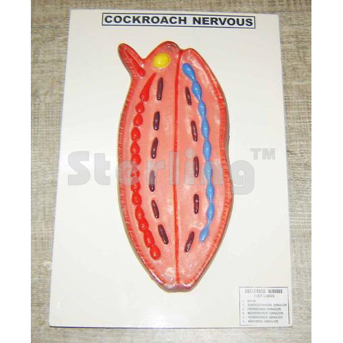 COCKROACH NERVOUS SYSTEM
