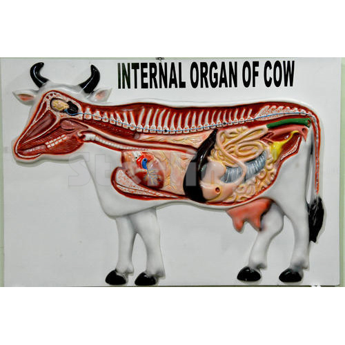 COW ORGAN MODEL