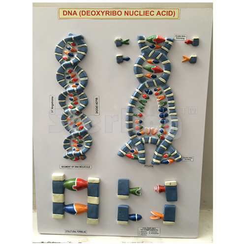 D.N.A  MODEL ON BOARD WITH KEY CARD