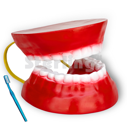 DENTAL CARE MODEL