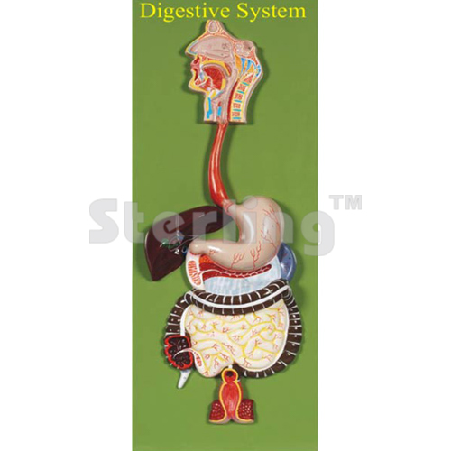 DIGESTIVE SYSTEM ON BOARD