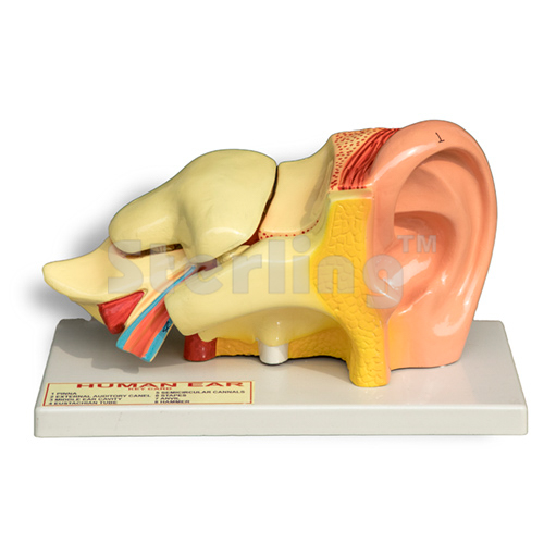 EAR ENLARGED,LARGE SIZE