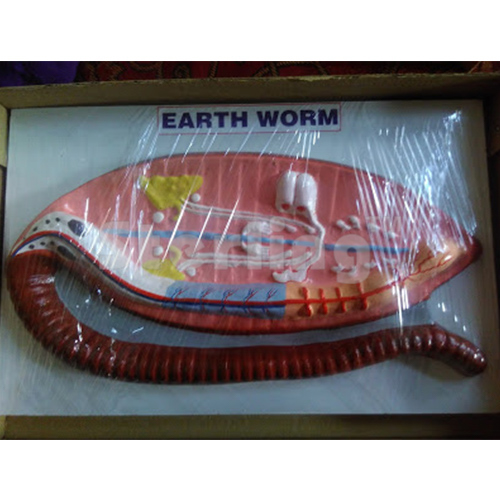 EARTH WORM DISSECTION