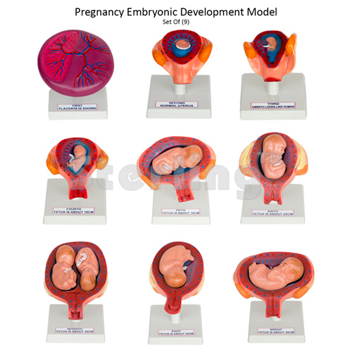EMBRYONIC DEVELOPMENT MODEL