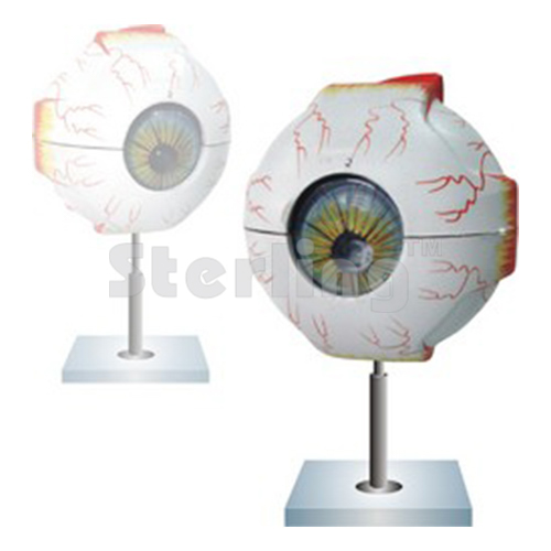 EYE