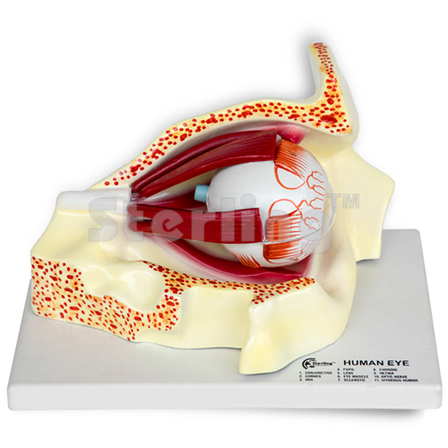 EYE IN BODY ORBIT