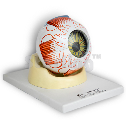 EYE IN BONY BASE