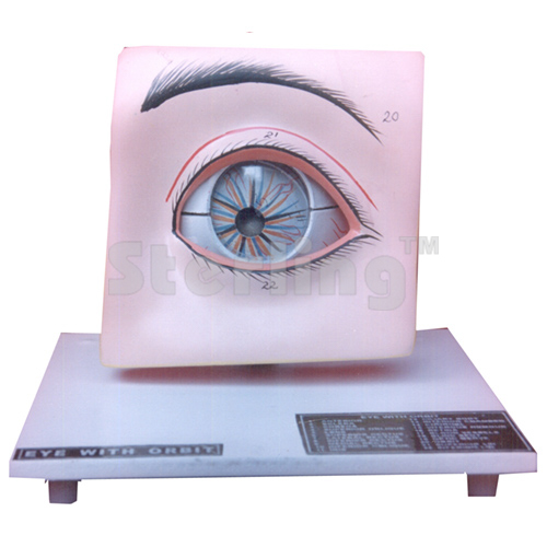 EYE WITH LID