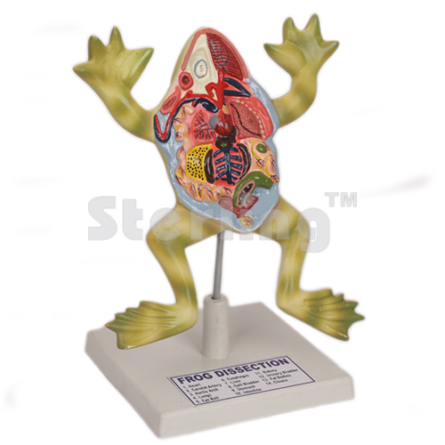 FROG DISSECTION