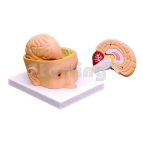 HEAD AND BRAIN ON BASE SIZE
