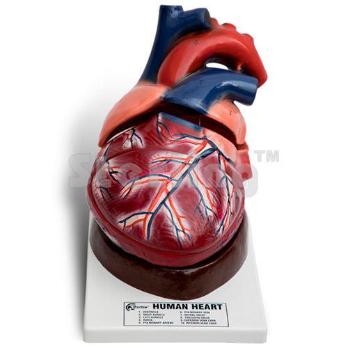HUMAN HEART