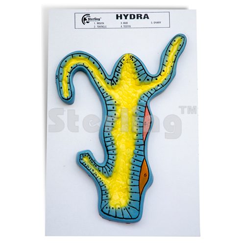 HYDRA MODEL COLOURED