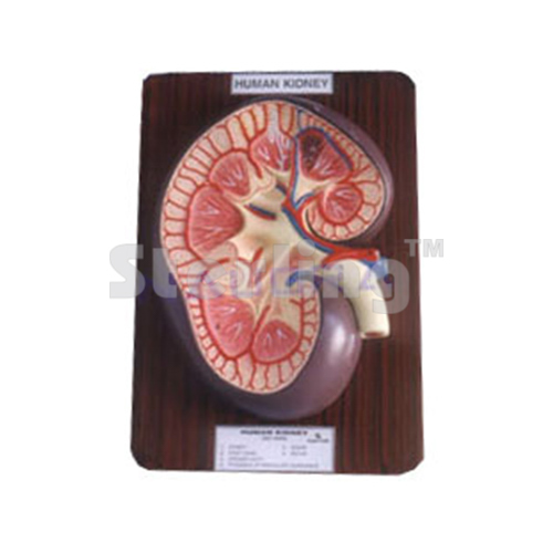 KIDNEY L.S