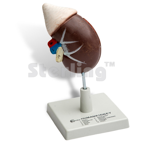 KIDNEY MODEL