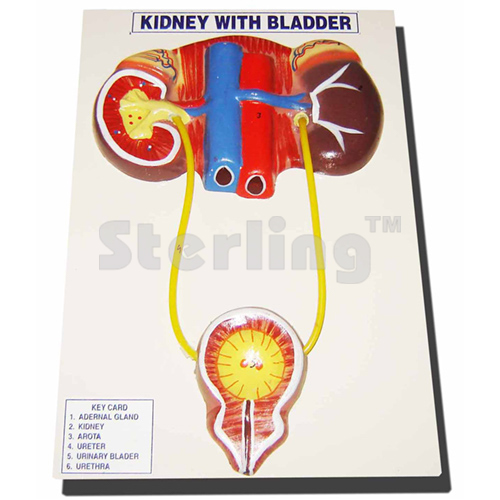 KIDNEY WITH BLADDER