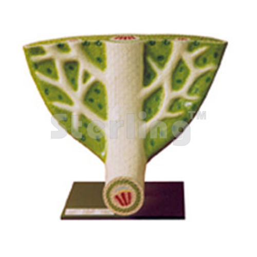 LEAF ANATOMY 3D MODEL