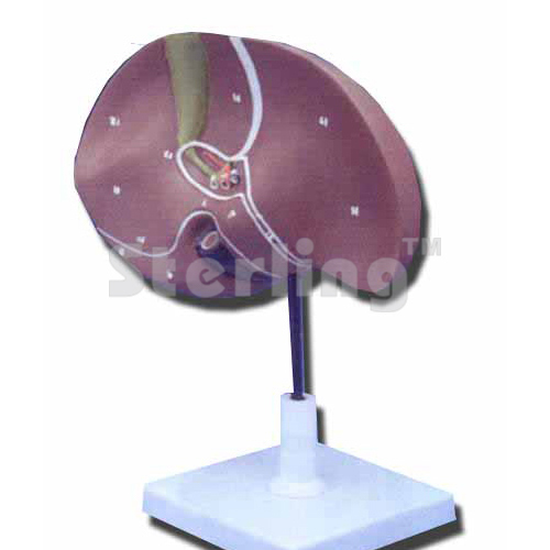 LIVER WITH GALL BLADDER