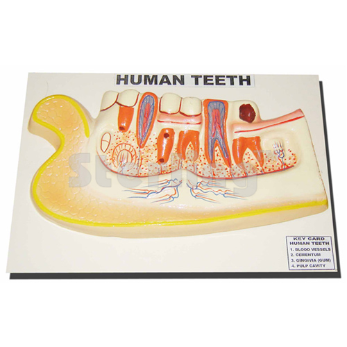 LOWER JAW WITH TEETH