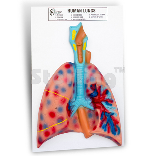 LUNG MODEL ON BOARD