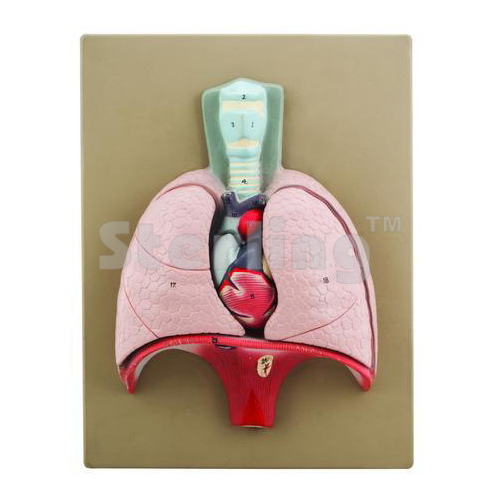 LUNGS WITH HEART MODEL