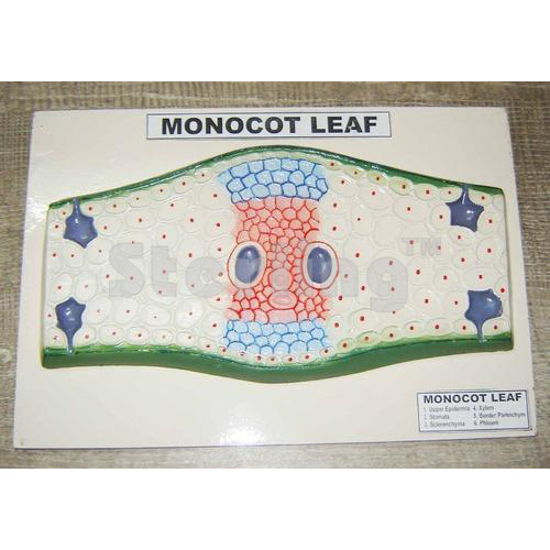 MONOCOT OF LEAF WITH KEY CARD