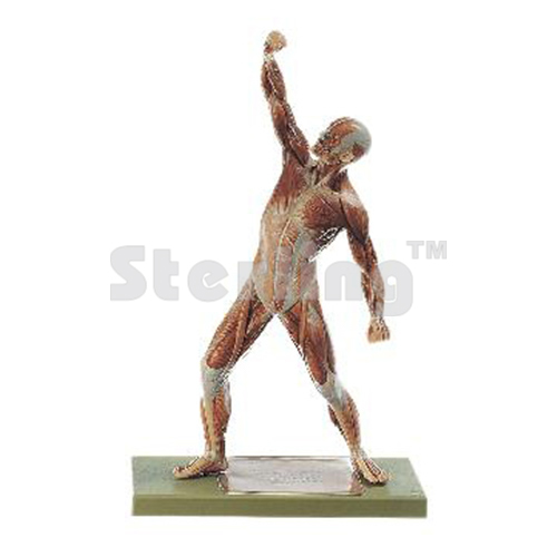 MUSCLE FIGURE