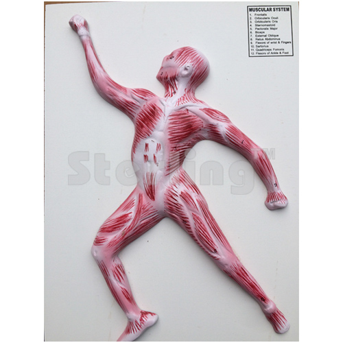 MUSCULAR SYSTEM MODEL