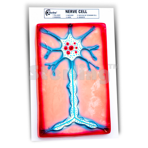 NERVE CELL MODEL
