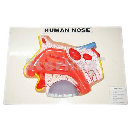 NOSE MODEL ON BOARD