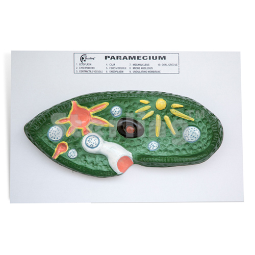 PARAMECIUM MODEL
