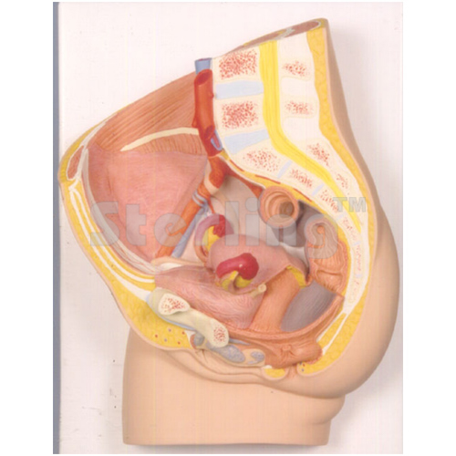 PELVIS FEMALE 3D