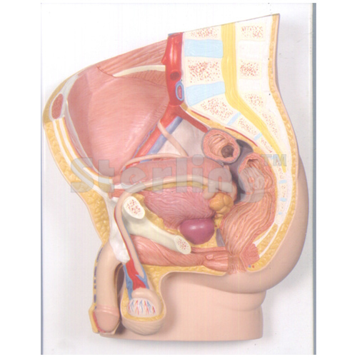PELVIS MALE 3D