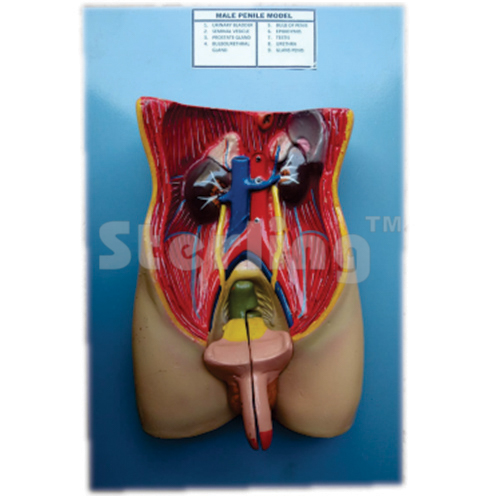 PENILE MODEL