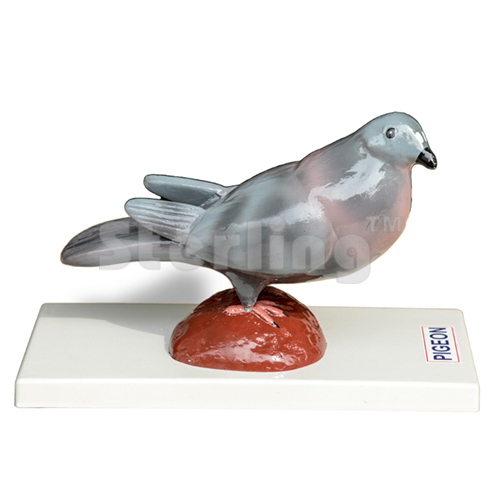 PIGEON MODEL