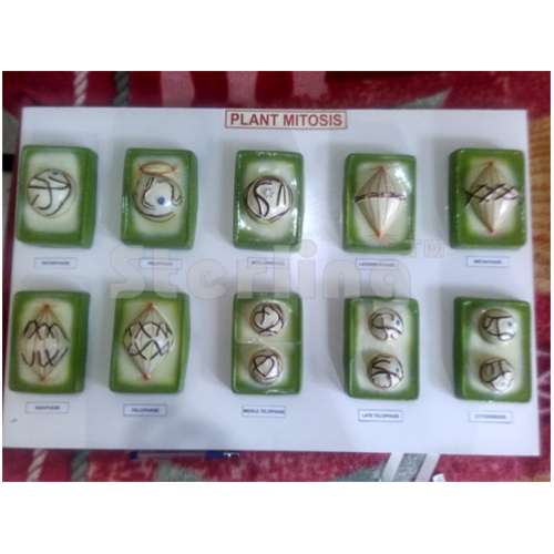 PLANT MITOSIS MODEL