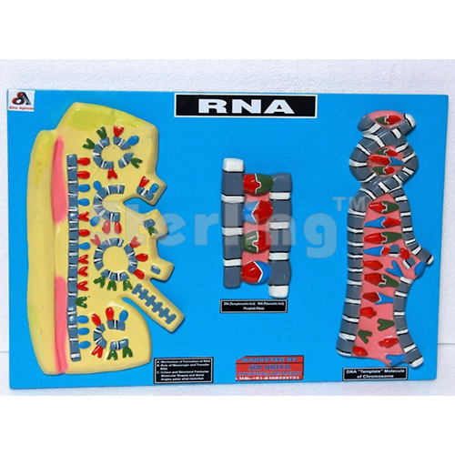 R.N.A MODEL  ON BOARD WITH KEY CARD