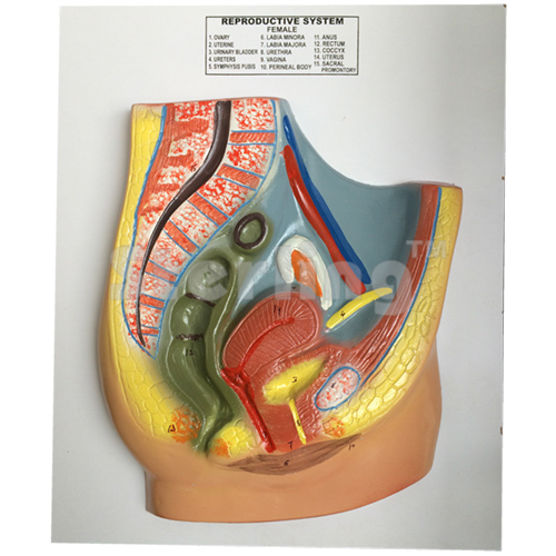 REPRODUCTIVE SYSTEM FEMALE