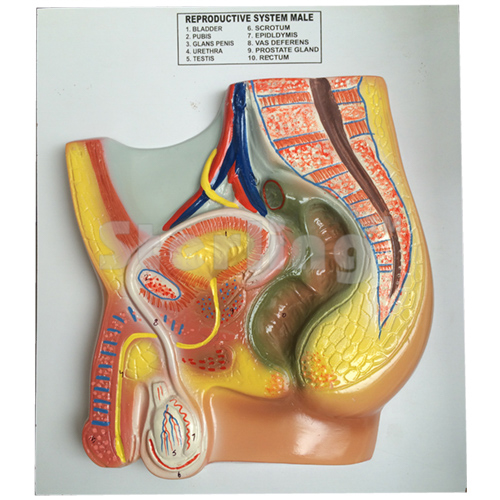 REPRODUCTIVE SYSTEM MALE