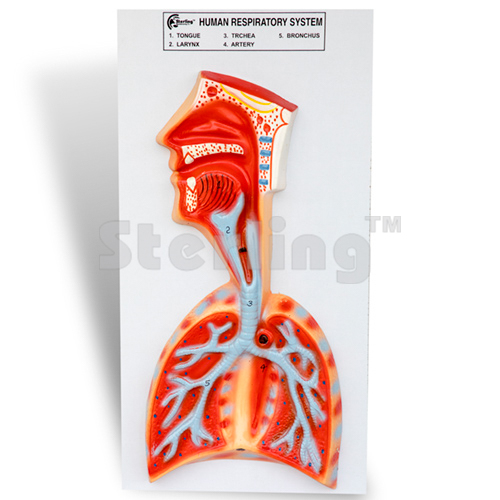 RESPIRATORY SYSTEM