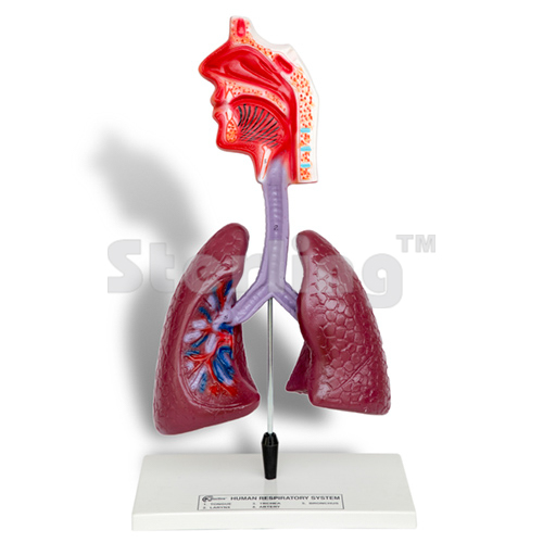 RESPIRATORY SYSTEM MODEL